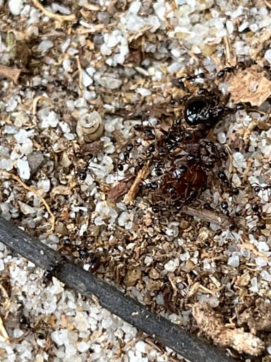 Carebara diversa photo 63