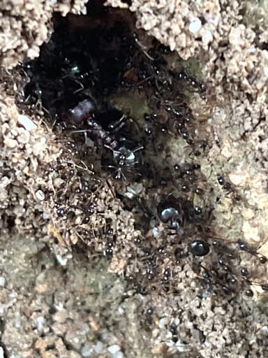 Carebara diversa photo 64