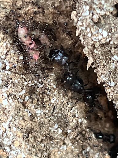 Carebara diversa photo 65