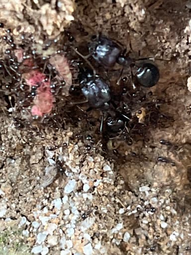 Carebara diversa photo 66