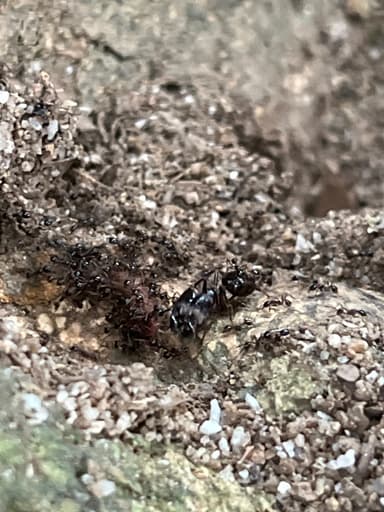 Carebara diversa photo 67