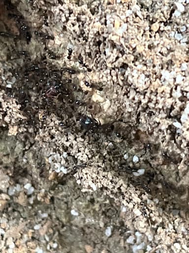 Carebara diversa photo 68