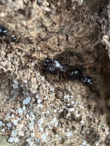 Carebara diversa photo 69