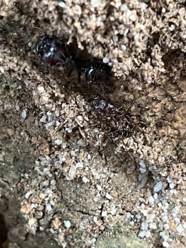 Carebara diversa photo 71