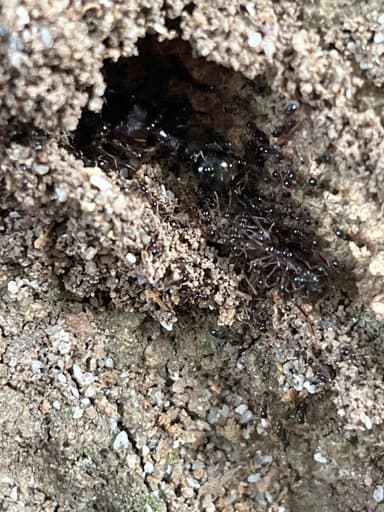 Carebara diversa photo 72