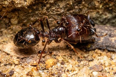 Carebara diversa photo 73