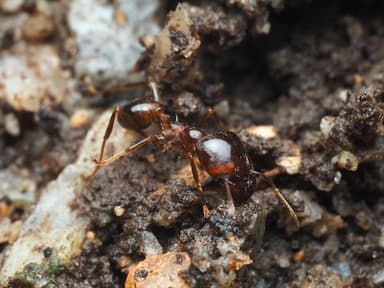 Carebara diversa — worker photo 75