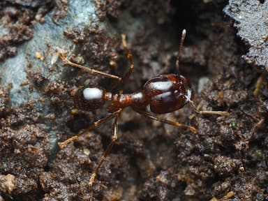 Carebara diversa — worker photo 76