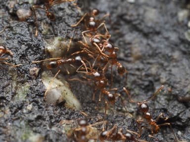 Carebara diversa — worker photo 77