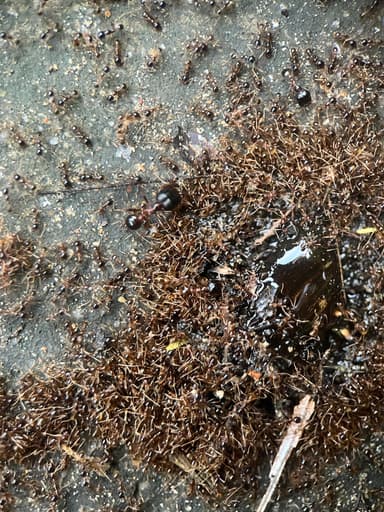 Carebara diversa photo 80