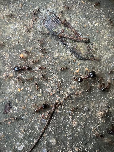 Carebara diversa photo 81