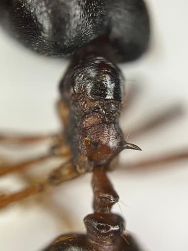 Carebara diversa photo 82