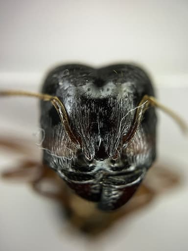 Carebara diversa photo 83