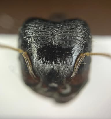 Carebara diversa photo 84