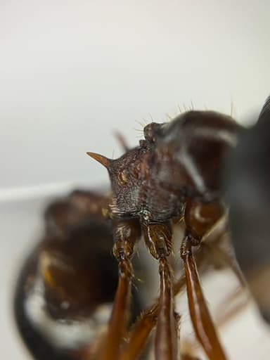 Carebara diversa photo 85