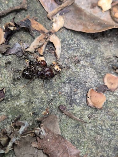 Carebara diversa photo 86