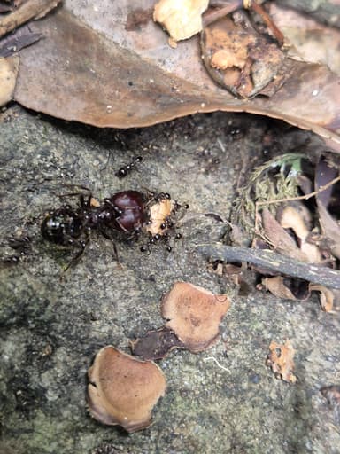 Carebara diversa photo 87