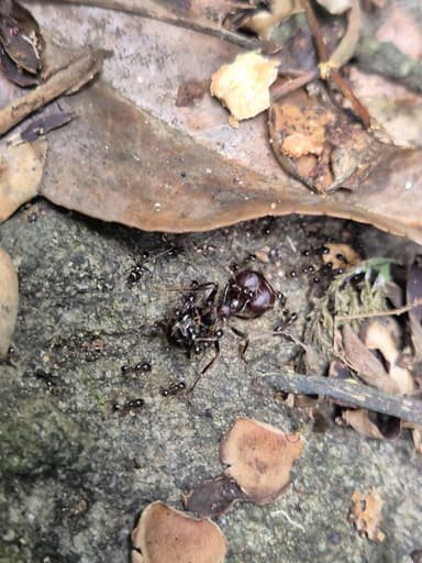 Carebara diversa photo 88