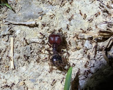 Carebara diversa photo 89