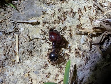 Carebara diversa photo 90
