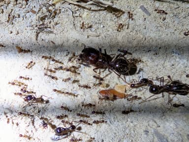Carebara diversa photo 92