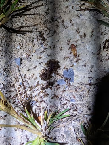 Carebara diversa photo 93