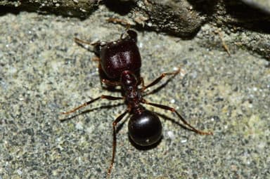 Carebara diversa photo 94