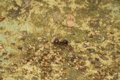 Carebara diversa photo 95