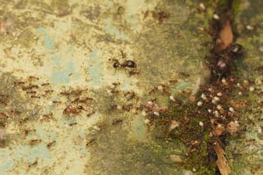 Carebara diversa photo 96