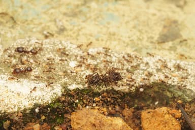 Carebara diversa photo 98