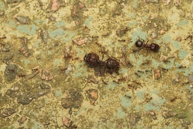 Carebara diversa photo 101