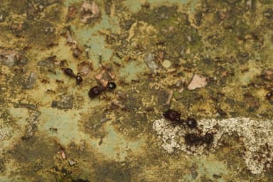 Carebara diversa photo 102
