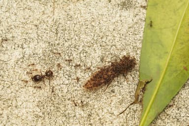 Carebara diversa photo 103