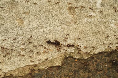 Carebara diversa photo 104