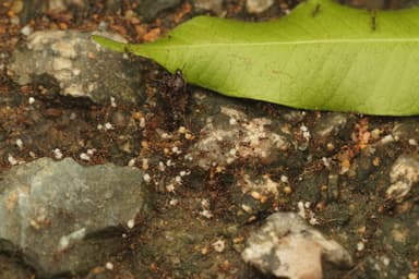 Carebara diversa photo 105