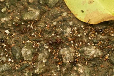 Carebara diversa photo 106