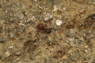 Carebara diversa photo 107