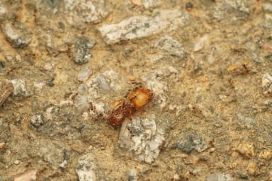 Carebara diversa photo 108