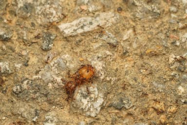Carebara diversa photo 109