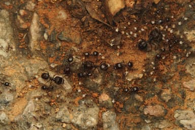 Carebara diversa photo 110