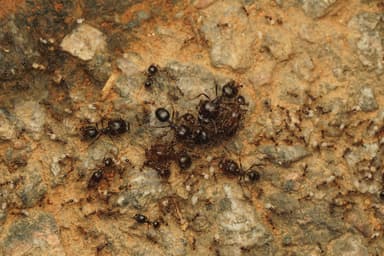 Carebara diversa photo 111