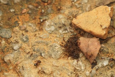 Carebara diversa photo 112