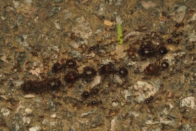 Carebara diversa photo 113