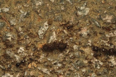 Carebara diversa photo 114