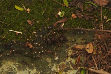 Carebara diversa photo 115