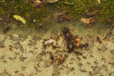 Carebara diversa photo 116