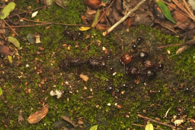 Carebara diversa photo 117
