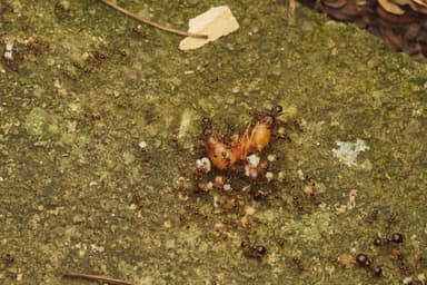Carebara diversa photo 118
