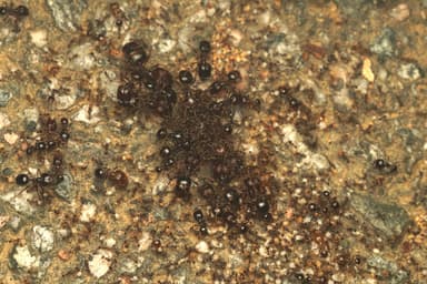 Carebara diversa photo 119