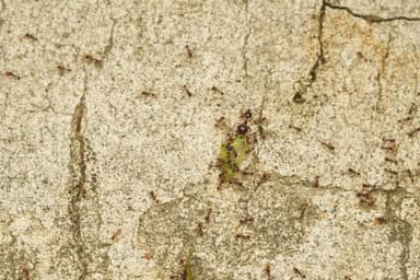 Carebara diversa photo 120